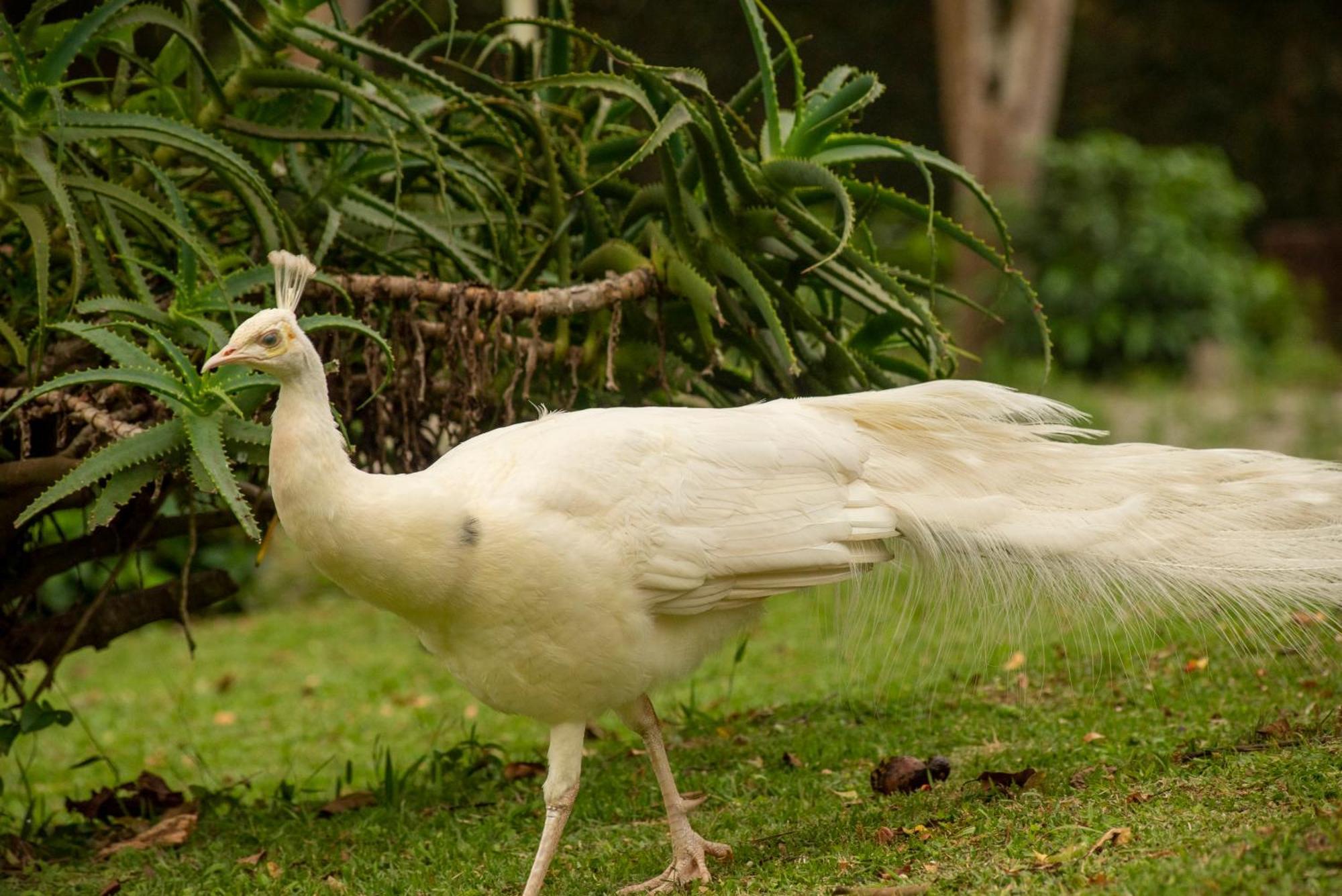 Hotel Pousada Chacara Rio Jordao Florianópolis Zewnętrze zdjęcie